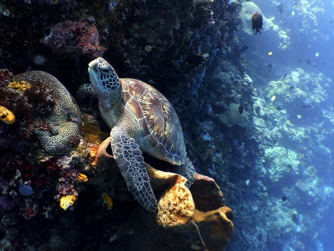 Bunaken Sea Garden Resort Exterior foto