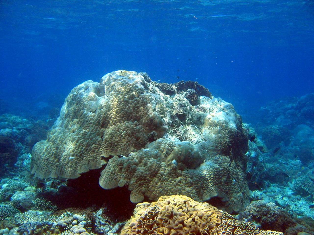 Bunaken Sea Garden Resort Exterior foto